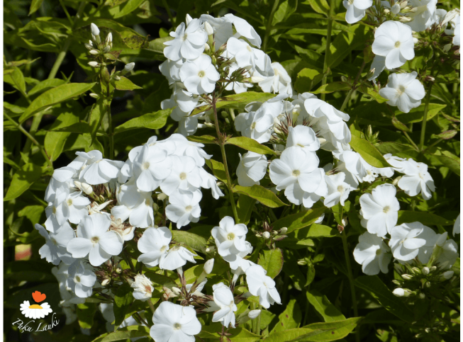 Phlox paniculata   'David'