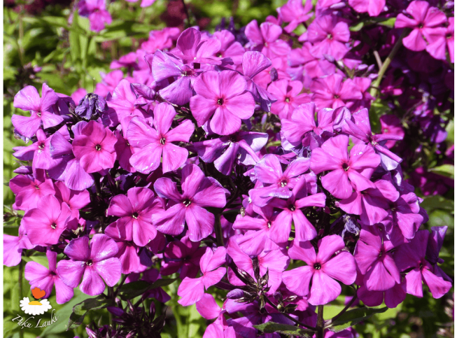Phlox paniculata   'Düsterlohe'