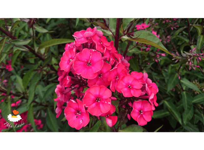 Phlox paniculata   'Starfire'