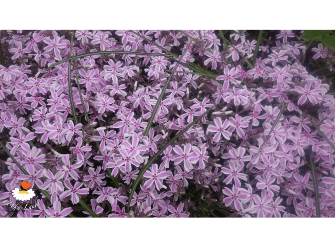 Phlox subulata   'Candy Stripes'
