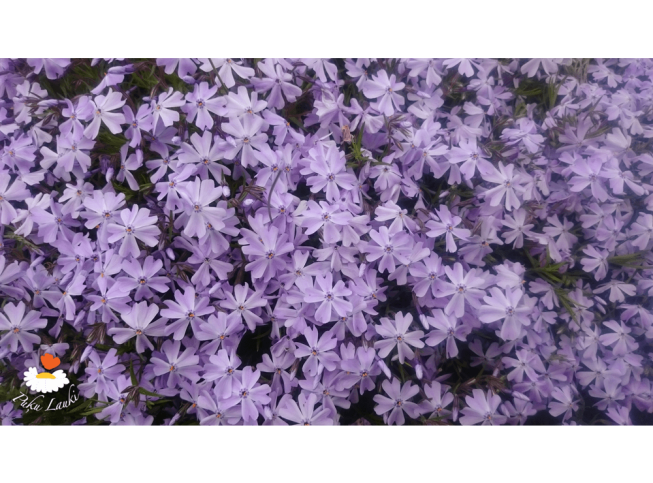Phlox subulata   'Emerald Cushion Blue'