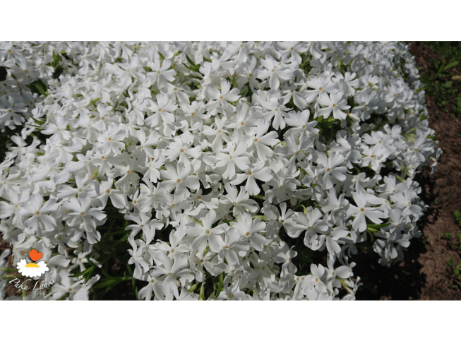 Phlox subulata   'White Delight'