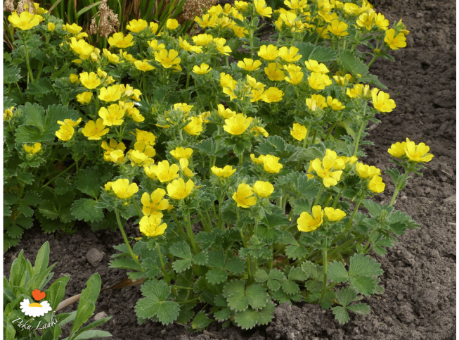 Potentilla megalantha