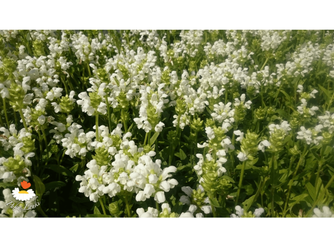 Prunella grandiflora   'Alba'