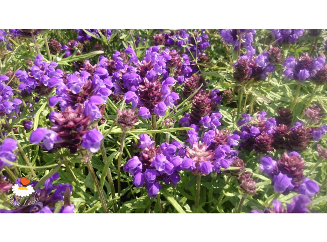 Prunella grandiflora   'Bella Blue'