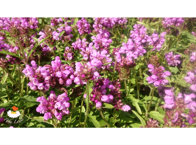 Prunella grandiflora   'Bella Deep Pink'