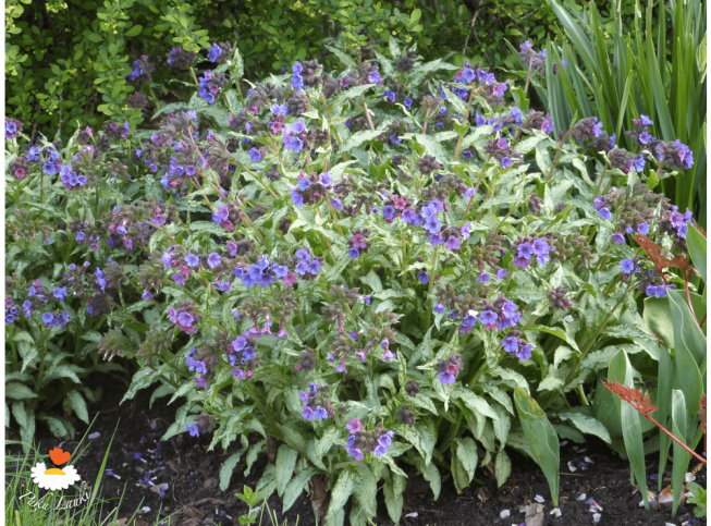 Pulmonaria   'Diana Clare'