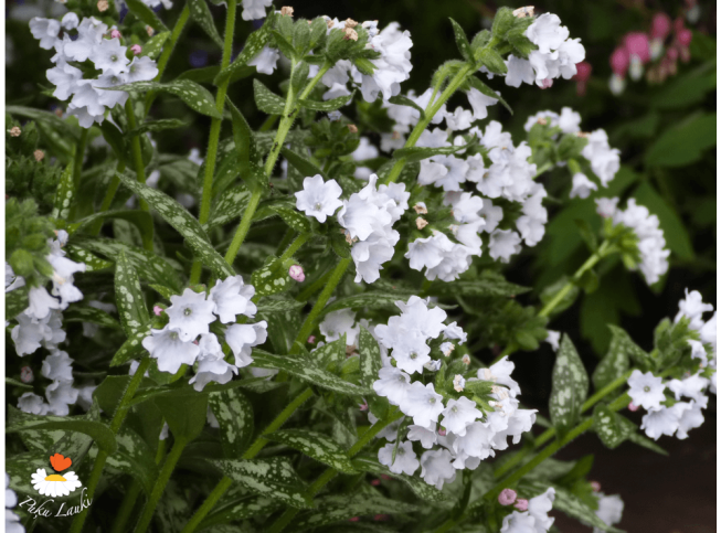 Pulmonaria   OPAL = 'Ocupol'