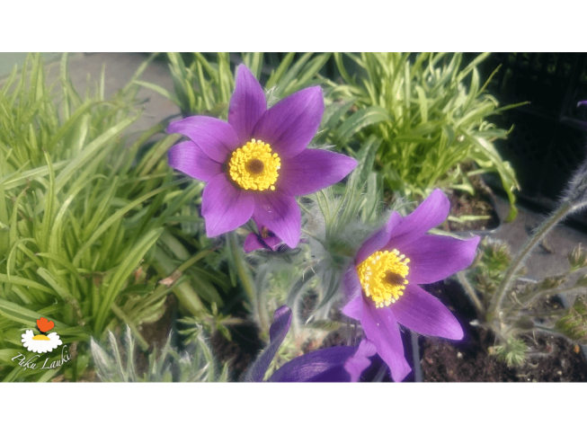 Pulsatilla vulgaris