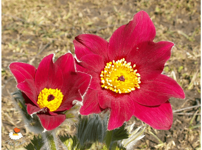 Pulsatilla vulgaris   'Röde Klokke'