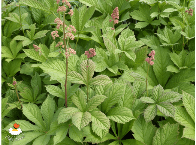 Rodgersia aesculifolia