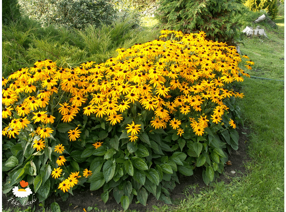 Rudbeckia fulgida Goldsturm. Рудбекия блестящая Голдштурм. Рудбекия Литтл Голдстар.