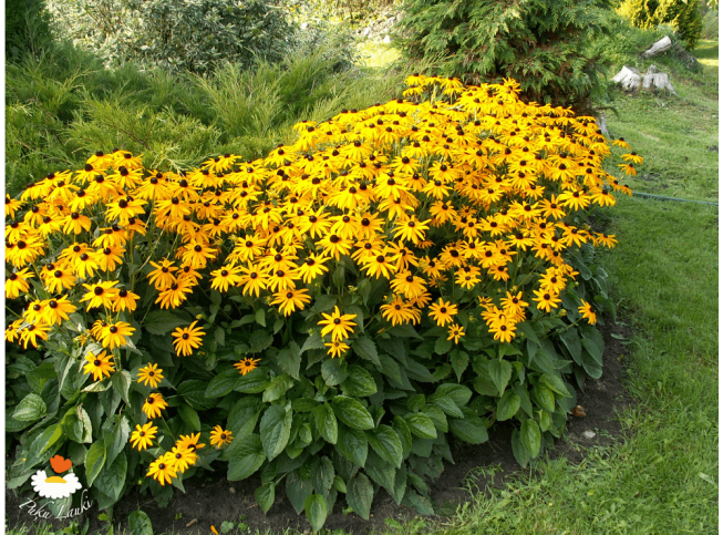 Rudbeckia fulgida   'Goldsturm'