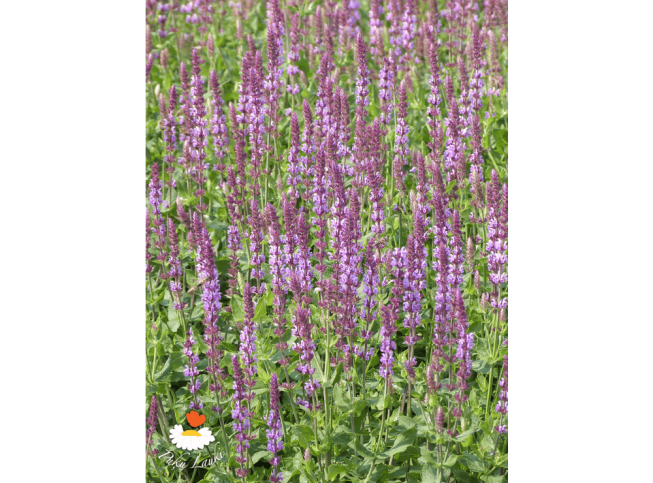 Salvia nemorosa   'Amethyst'