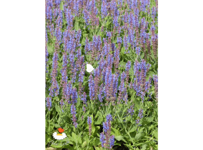 Salvia × sylvestris   'Blauhügel'