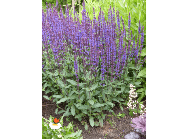 Salvia nemorosa   'Caradonna'