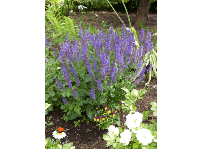 Salvia × sylvestris   'Mainacht'