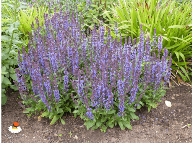 Salvia × superba   'Merleau Blue'