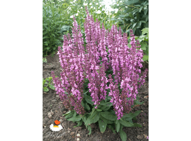 Salvia × superba   'Merleau Rose'