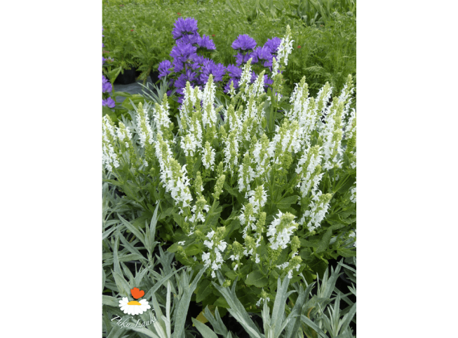 Salvia × sylvestris   'Schneehügel'