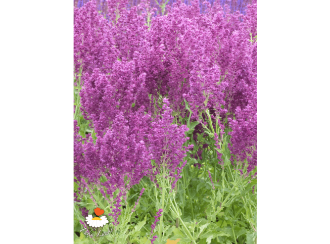 Salvia nemorosa   'Schwellenburg'
