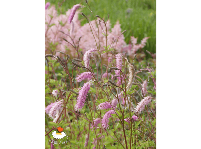 Sanguisorba obtusa