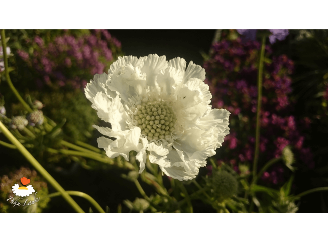 Scabiosa caucasica var. alba