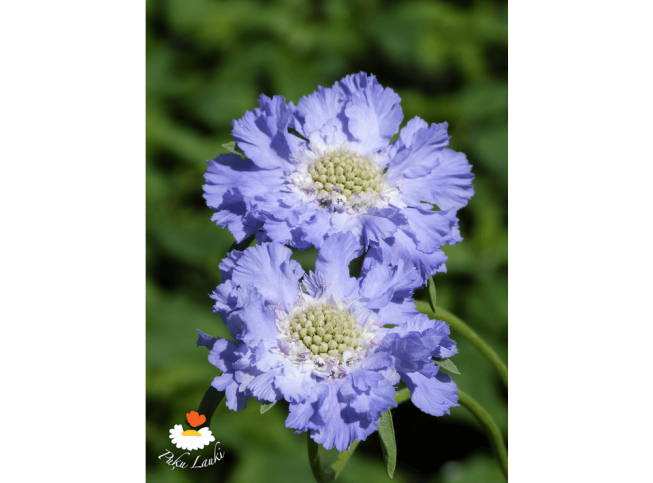 Scabiosa caucasica   'Perfecta'