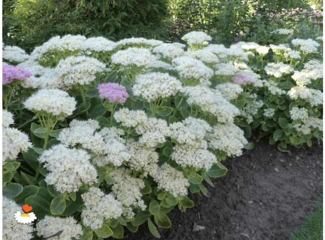 Sedum spectabile   'Iceberg'
