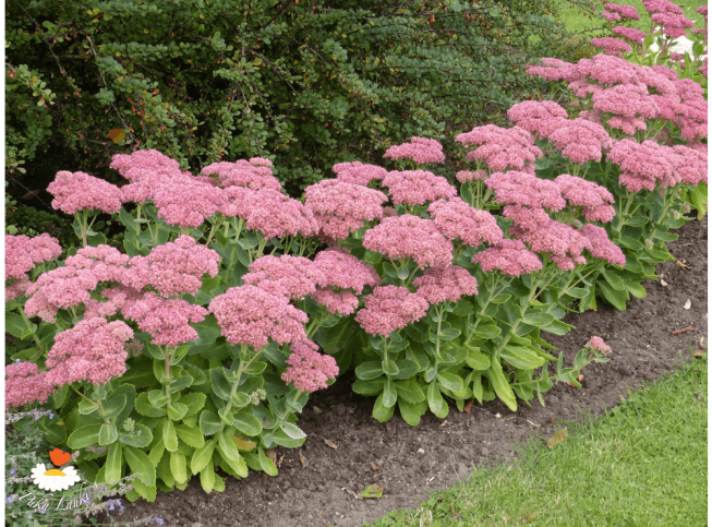 Sedum telephium   'Herbstfreude'