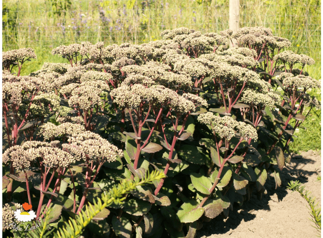 Sedum telephium   'Matrona'