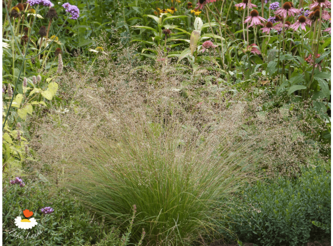 Sporobolus heterolepis