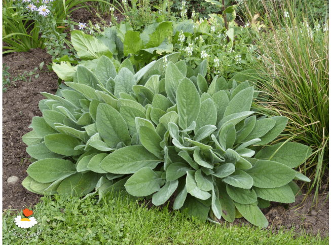 Stachys byzantina   'Big Ears'