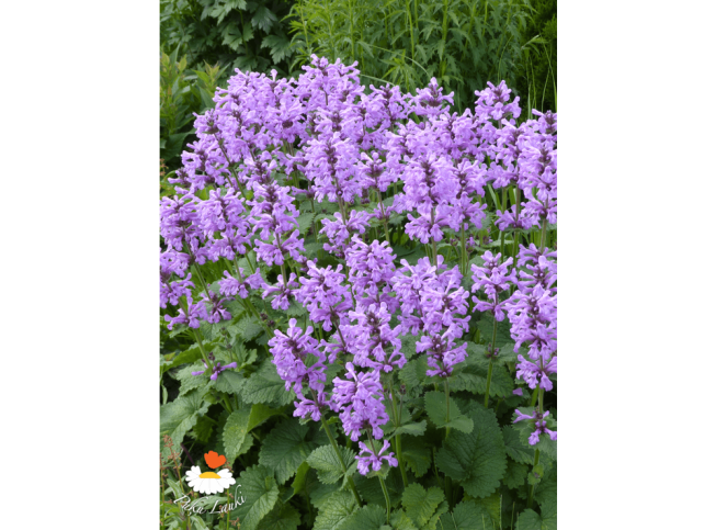 Stachys grandiflora   'Superba'