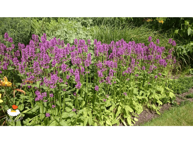 Stachys officinalis   'Hummelo'