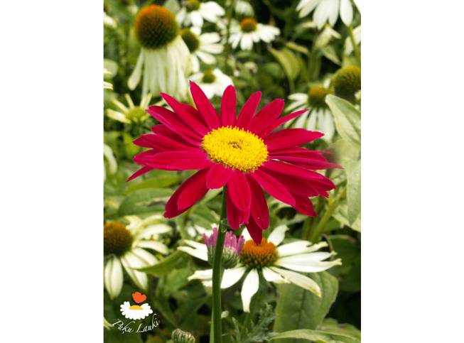 Tanacetum coccineum   'Robinson's Red'