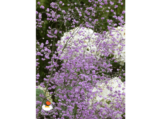 Thalictrum delavayi   'Hewitt's Double'