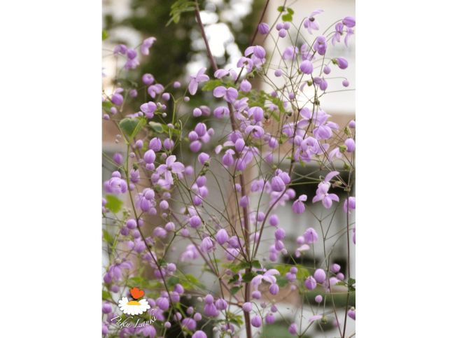 Thalictrum   'Splendide'