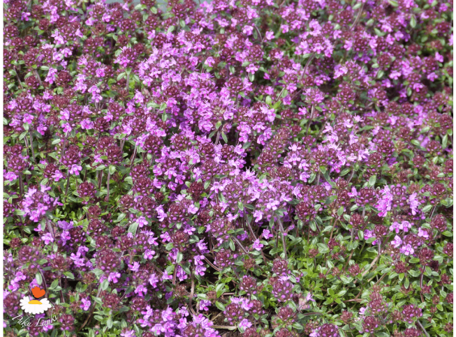 Thymus praecox   'Coccineus'