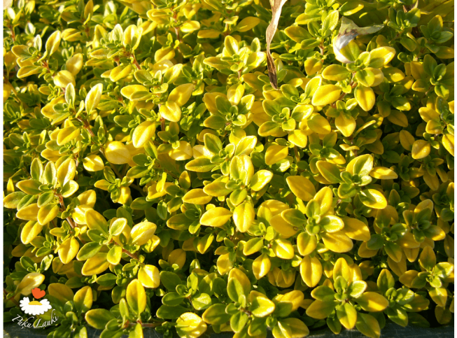 Thymus citriodorus   'Golden Dwarf'