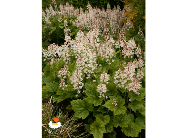 Tiarella   'Tiger Stripe'