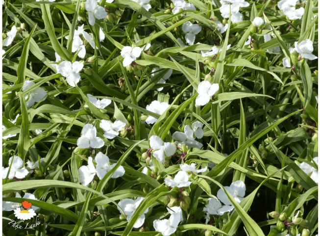 Tradescantia × andersoniana   'Innocence'
