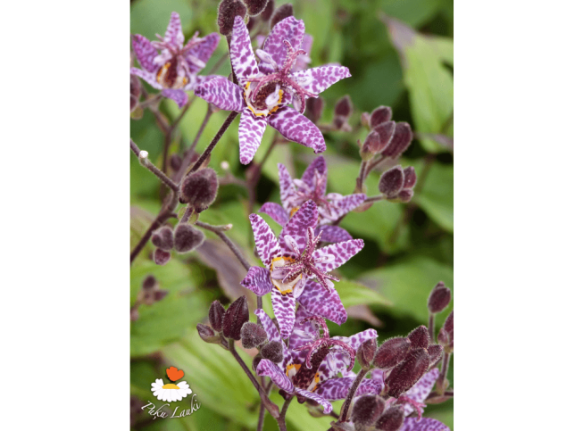 Tricyrtis hirta   'Miyazaki'