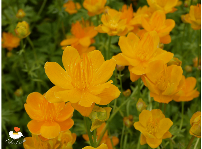 Trollius chinensis   'Golden Queen'