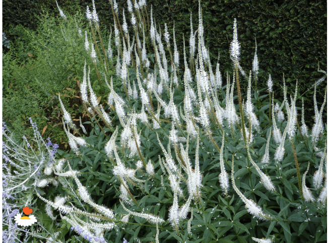 Veronicastrum virginicum   'Album'