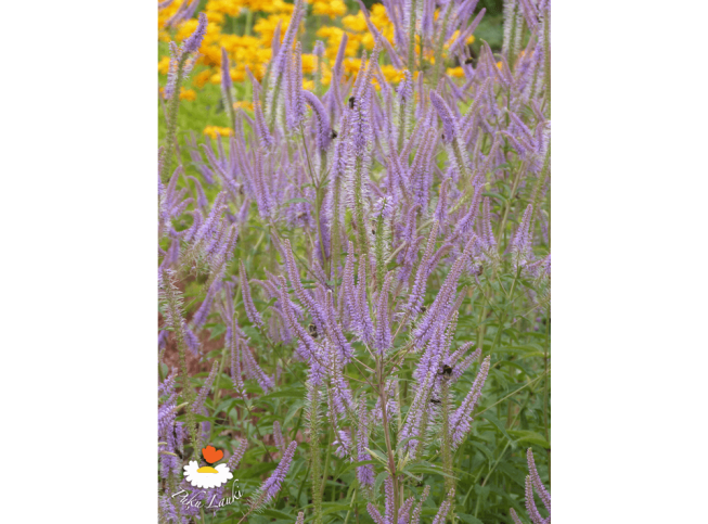 Veronicastrum virginicum   'Fascination'